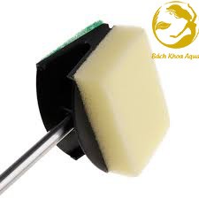 Cây cọ rêu 2 mặt vệ sinh bể cá